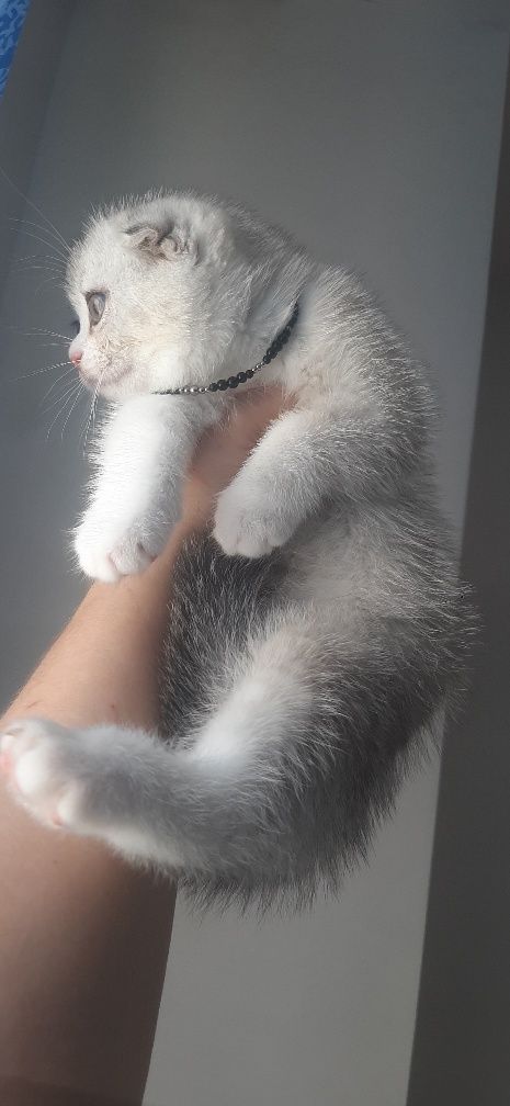 котята разные страйты и фолды
