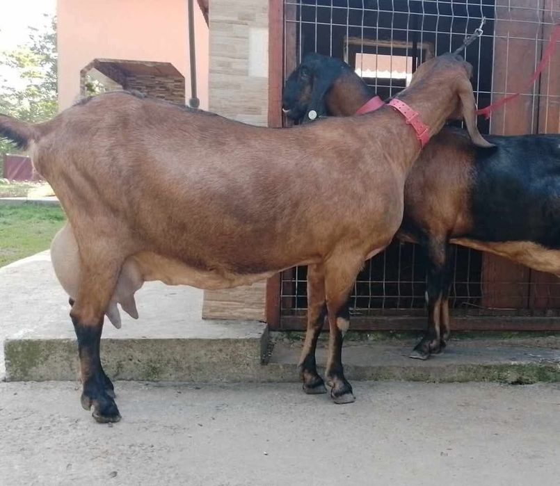Tap Angolo Nubian