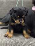 Femela Rottweiler