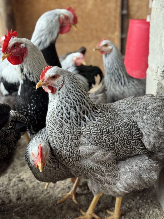 Инкубационное яйцо Плимутрок сильвер партридж