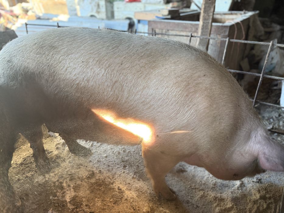 Прасета  250-350кг