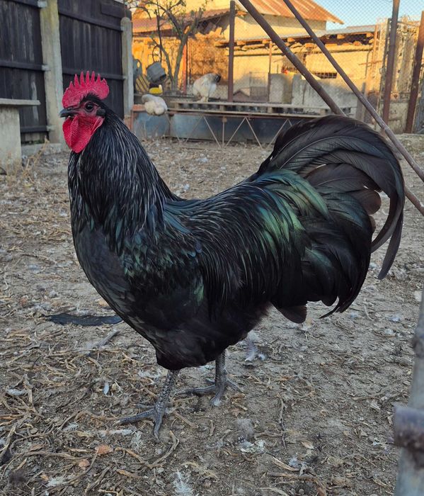 Vând cocoș Australorp
