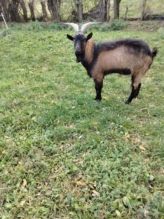 Vând țap Alpin Francez