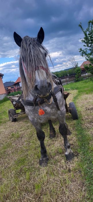 Vand armasar de 7 ani