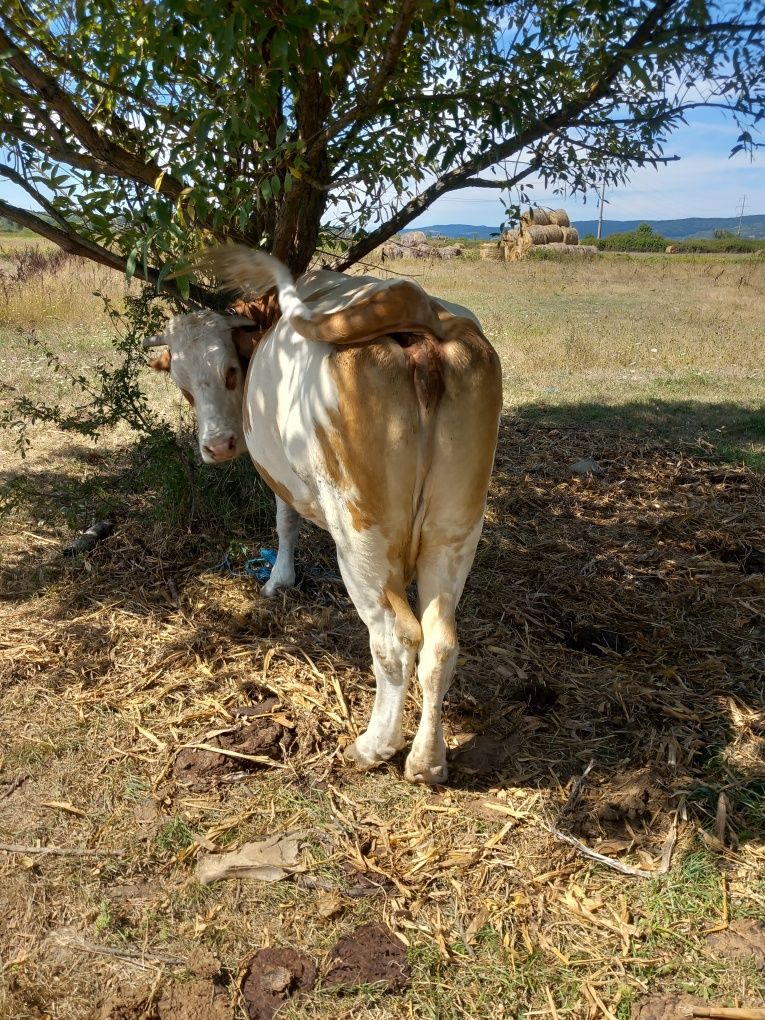 Vând vacă bălțată românească și taur