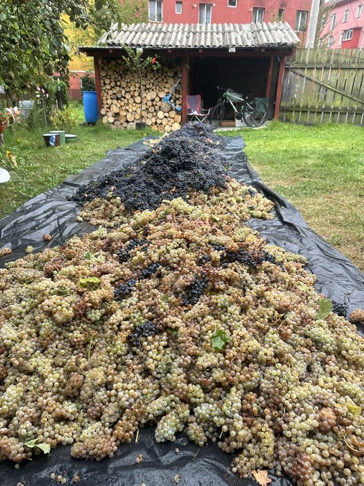 Struguri pentru vin vita nobila!!