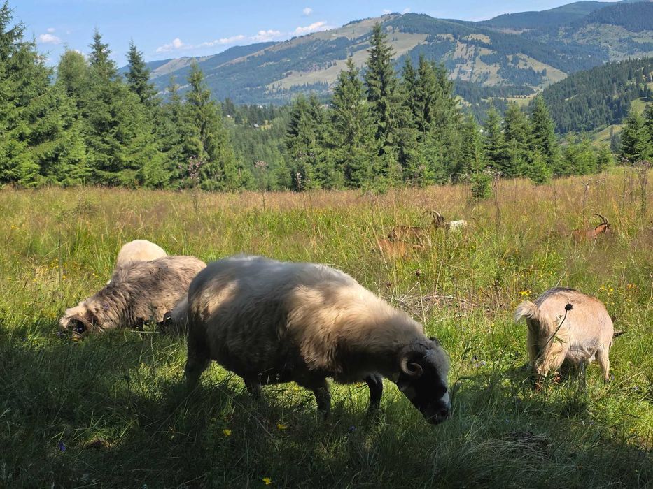 Turcane Breze de Petrosani cu origine