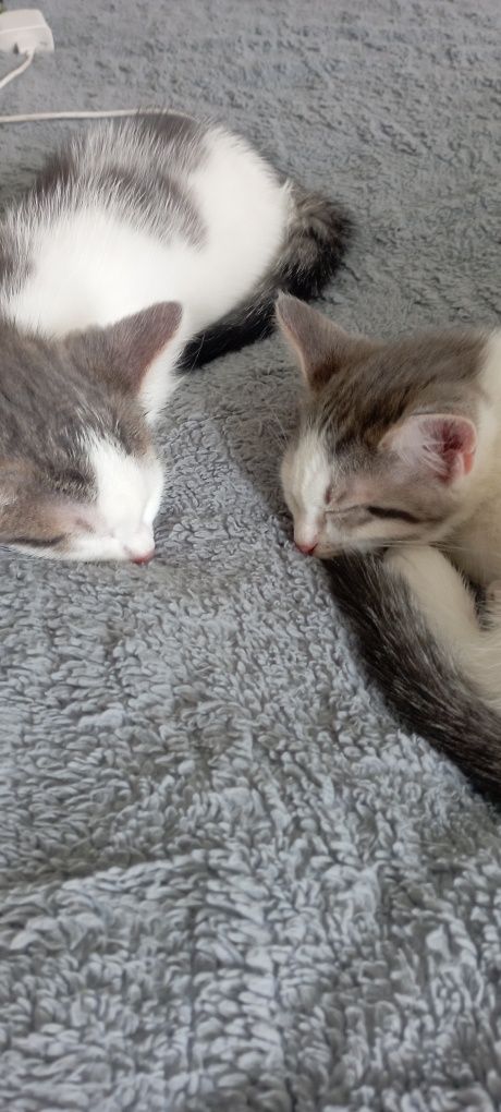 Отдам котят бесплатно