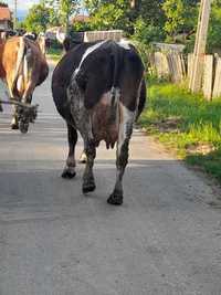 Vaca si vitea belgiana