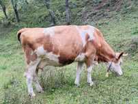 vand vaca  7 ani