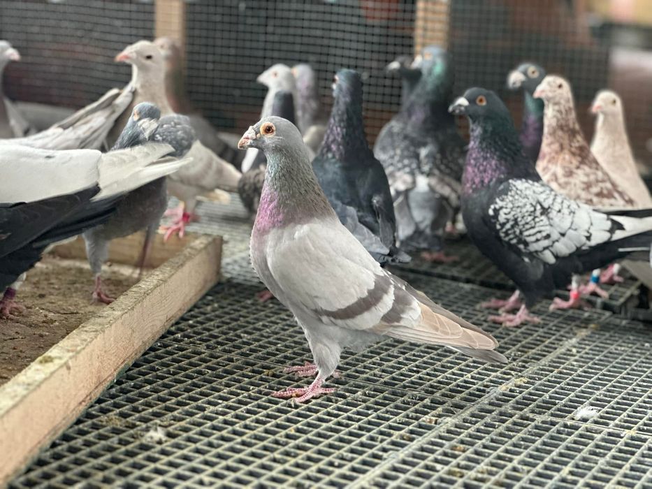 Porumbei voiajori culori rare!
