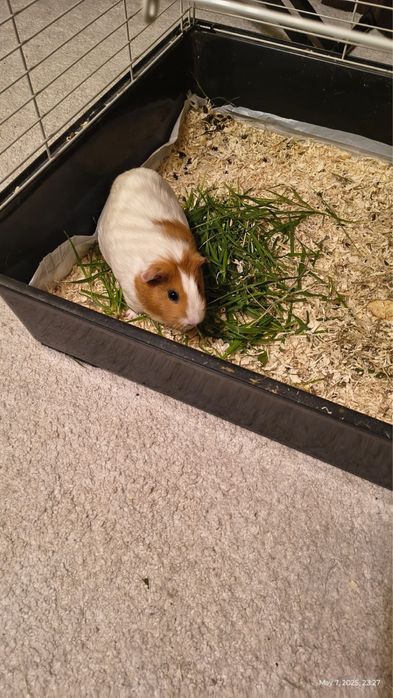 Capibare donatie