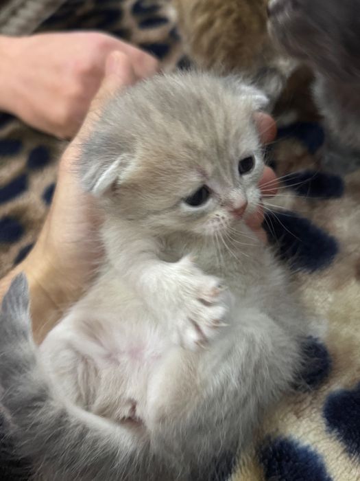 Шотландская вислоухая кошка