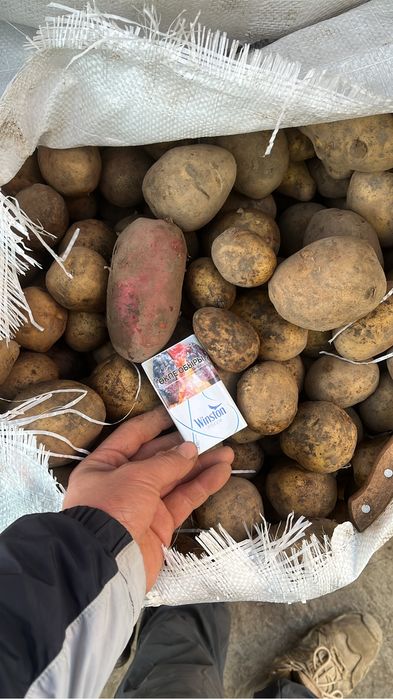 Павлодарский картошка на хранинение