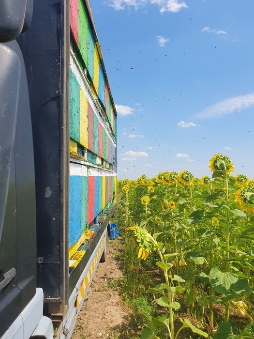 Miere de albine naturala