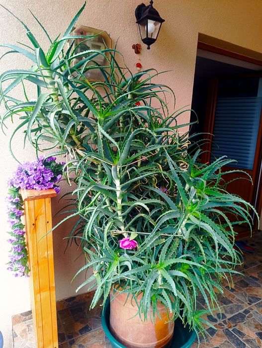 Aloe Vera aprox 2 m