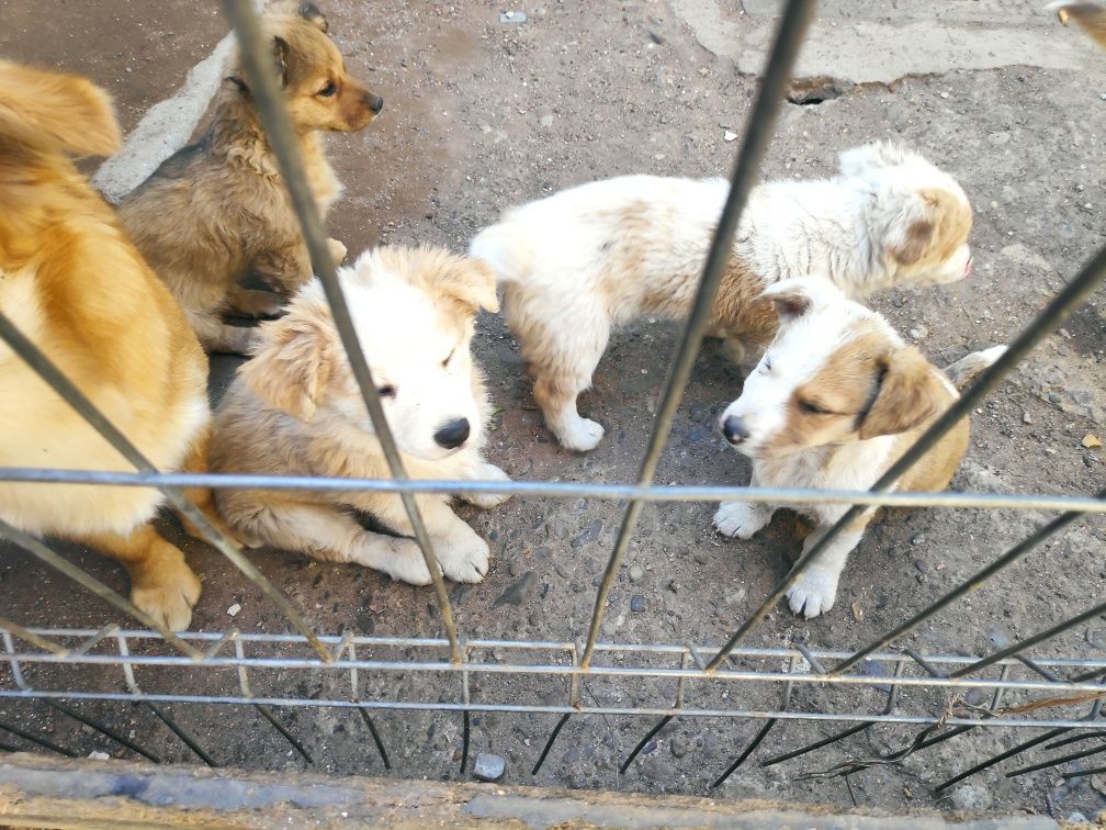 4 cățeluși de talie mica spre adopție