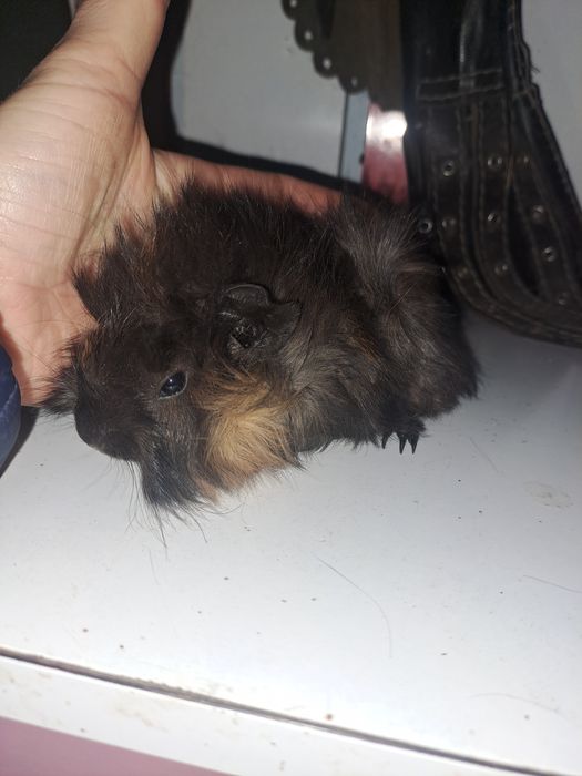 Porcusori de guineea