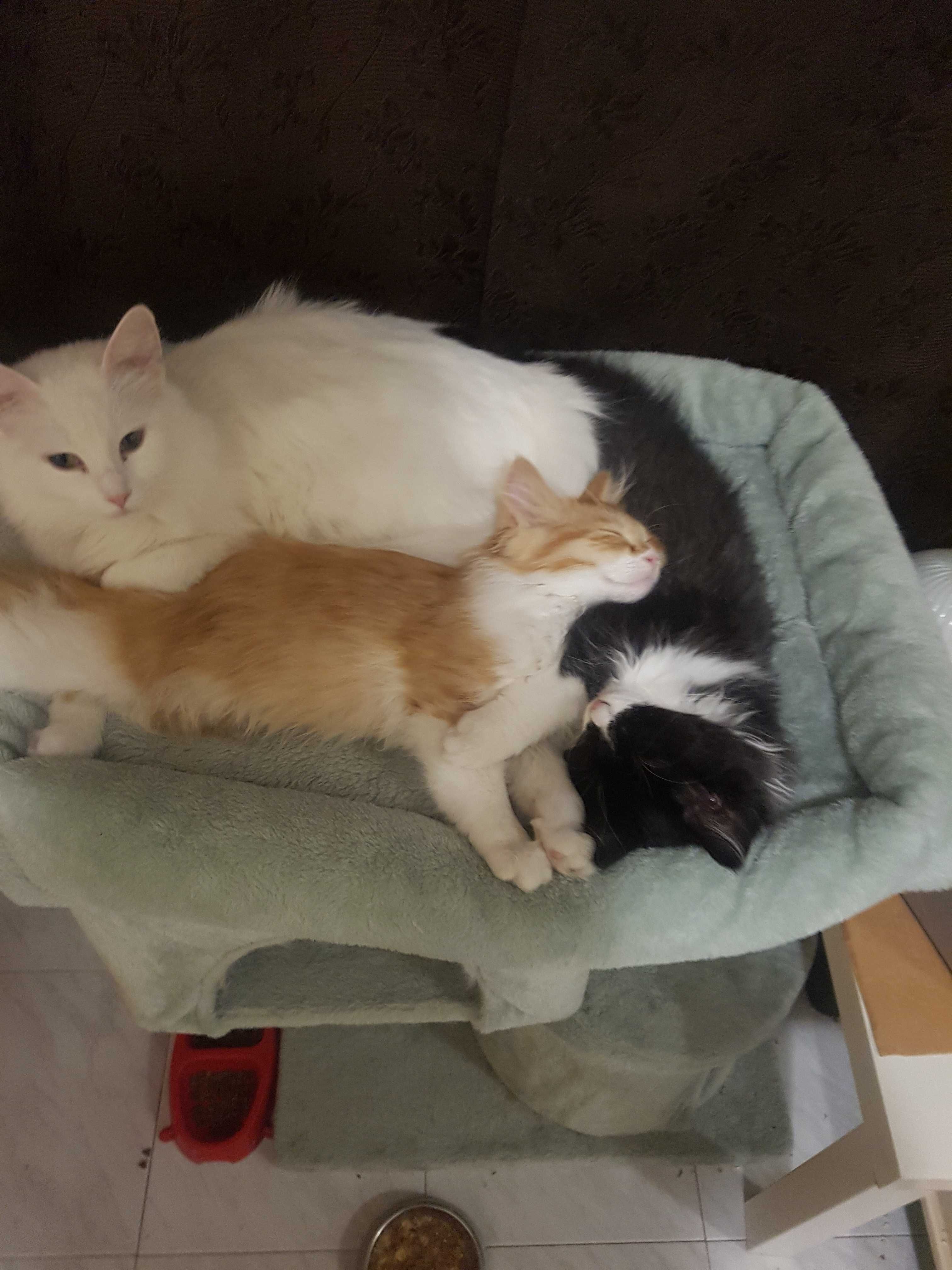 Персийско котенце