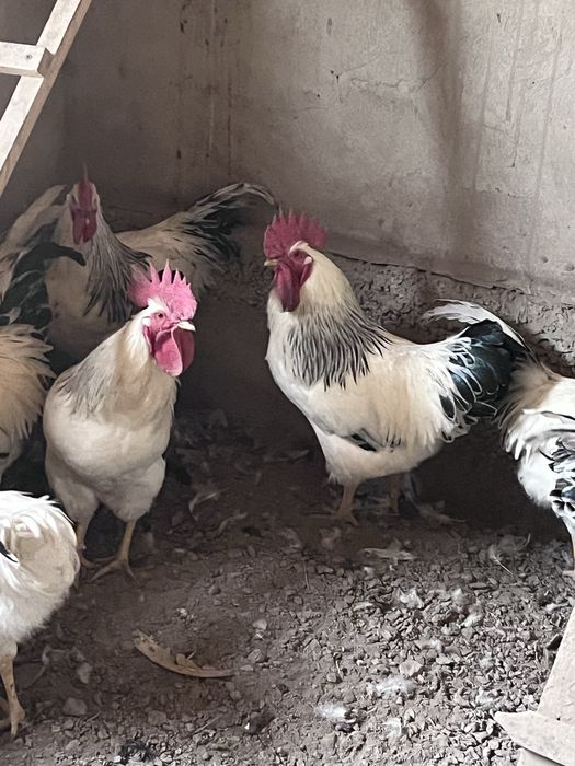 Продаются молодые петухи