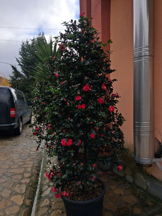 Vând plante oranametale