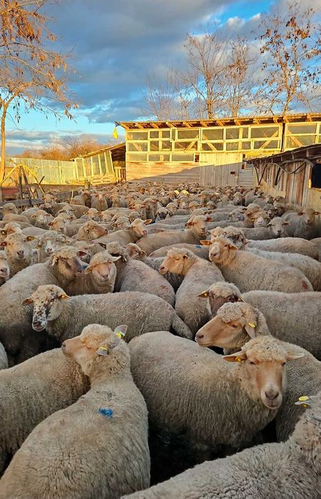 Vand oi țigai rugini(varoșe,birci,tigaie) de ținut