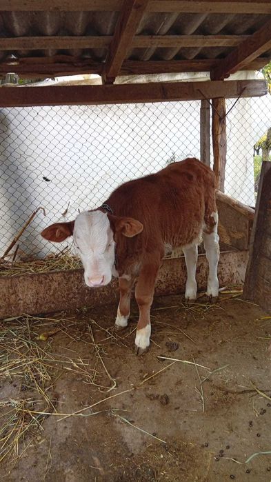 Vand vitel Baltata Romaneasca varsta 2 luni