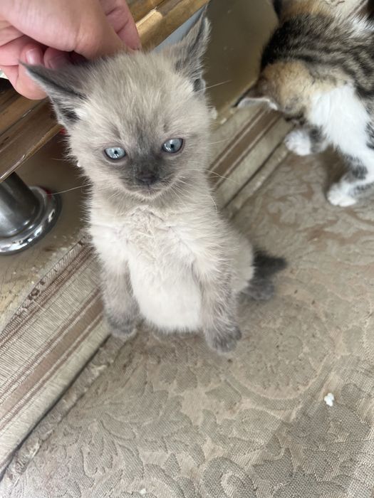 Котята отлам бесплатно все мальчики 1девочка