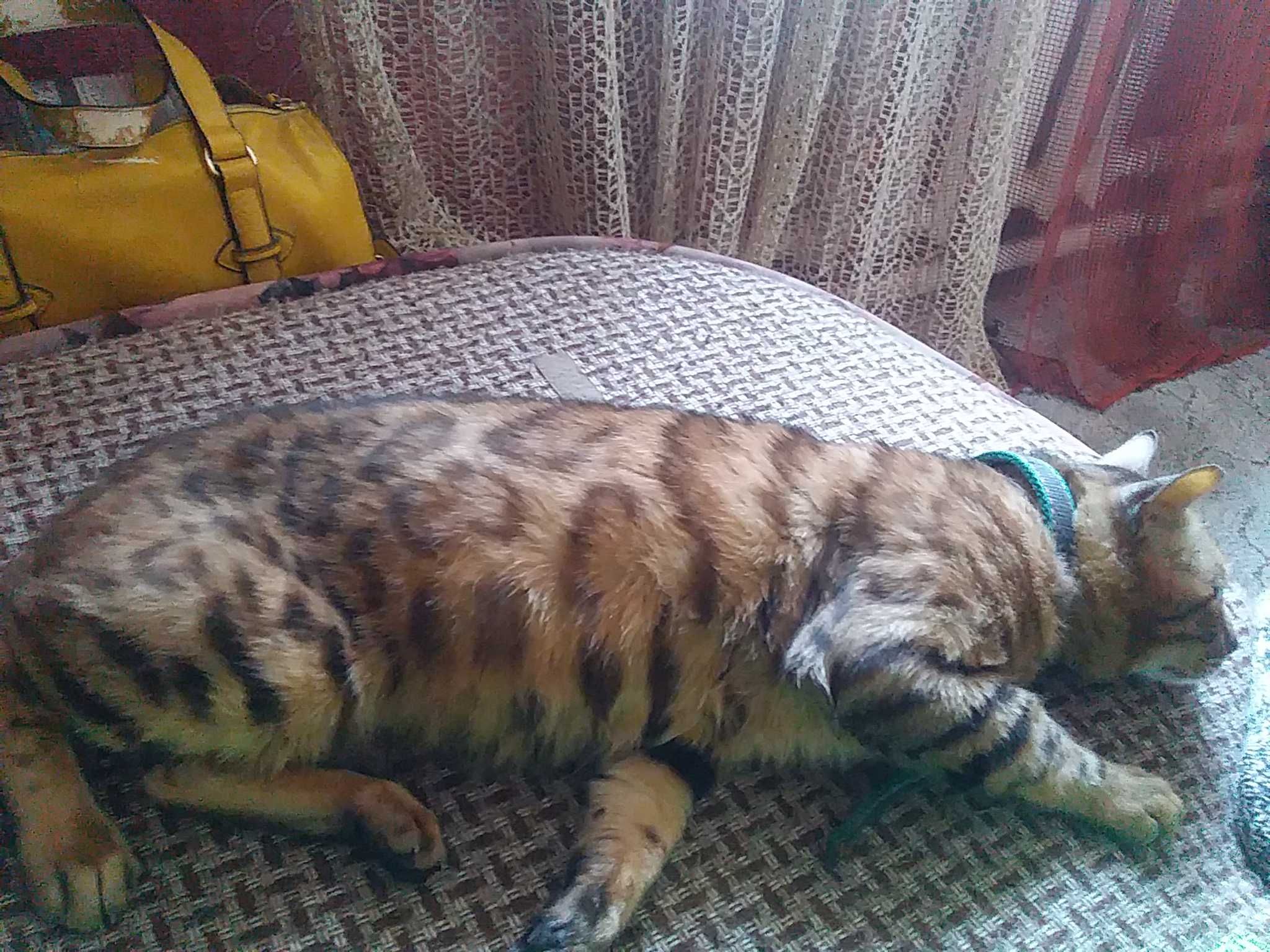 Бенгальский кот.Вязка