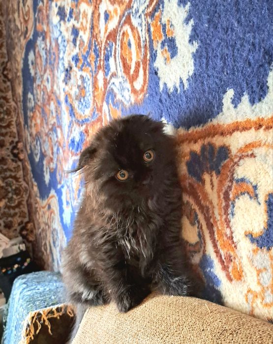 Шотландская вислоухая кошечка