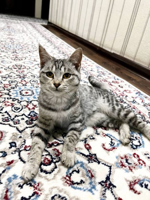 Yoshi 4oylik latoka ozi boradi odam bilan uhlashni yaxshi koradi