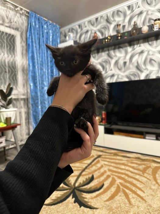 Отдам даром котят