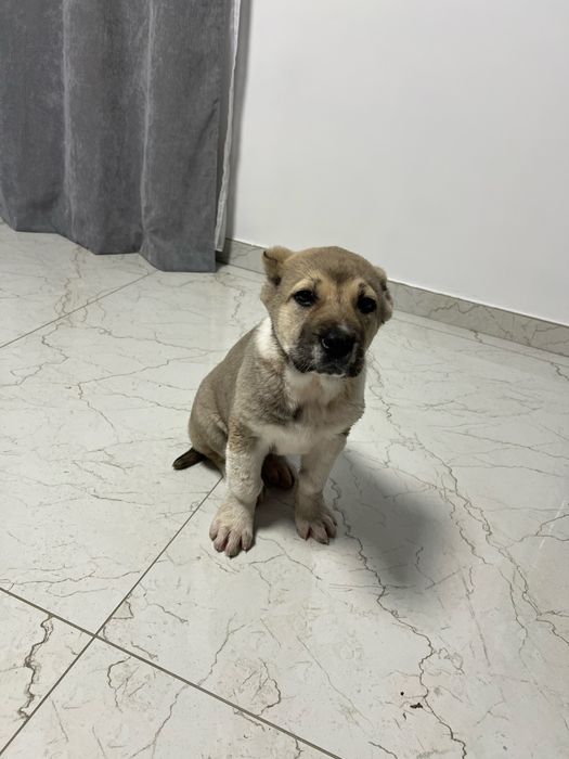 Ciobanesc asia centrala