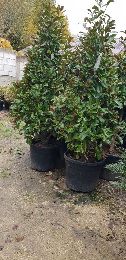 Vindem diferite specii de plante ornamentale Plantele sunt de calitate