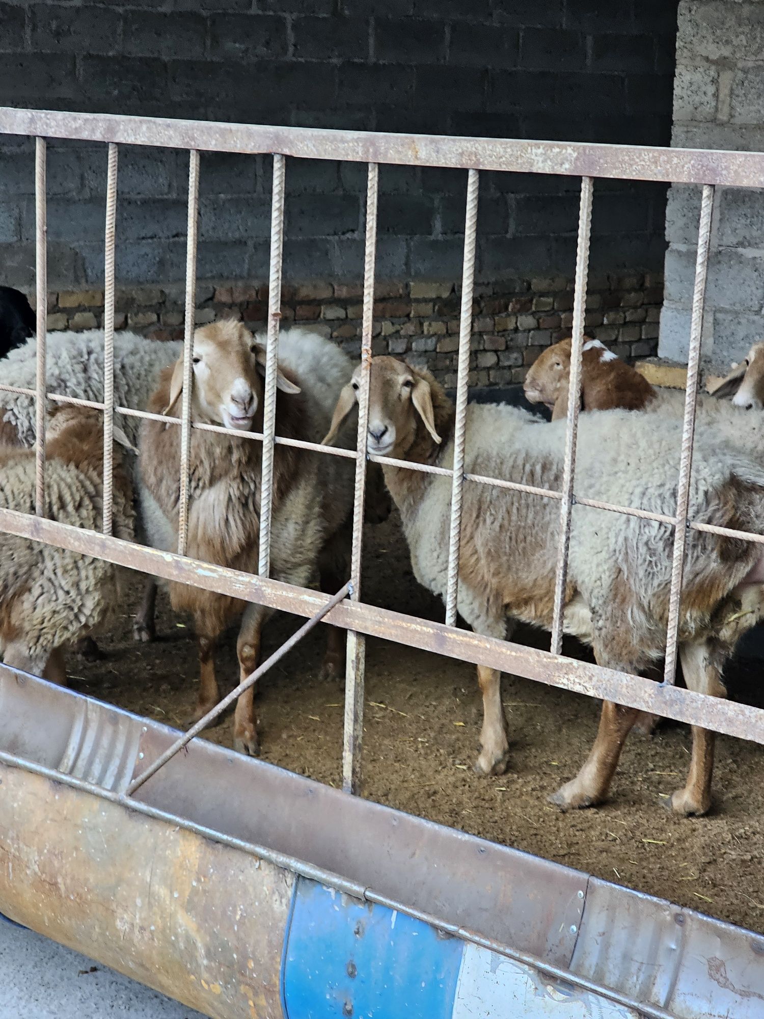 Арашан киргиз баран кучкар
