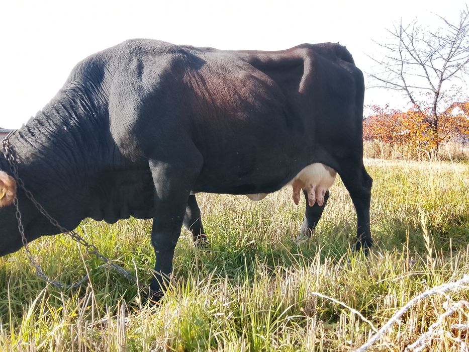 Vnd vaca cu vițel fătată de 6 săptămână al 4 vițel și are lapte 14 15