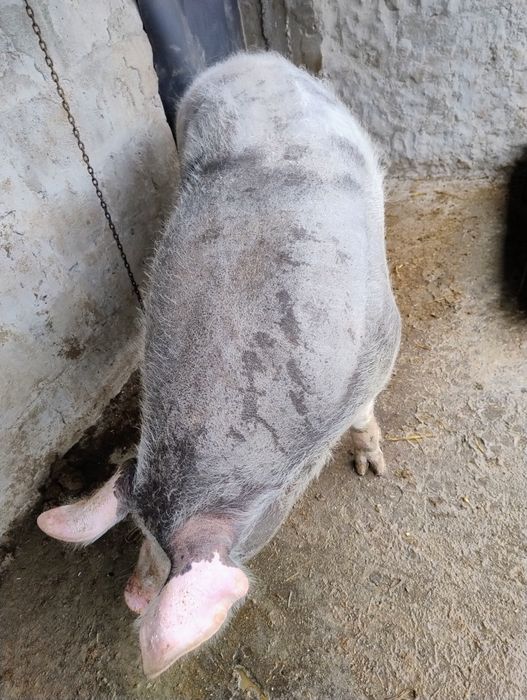 De vânzare în jur de 200 kg