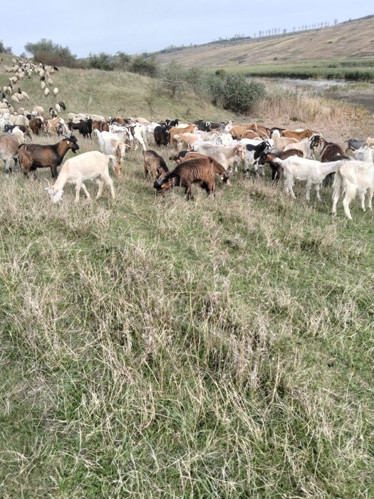 Vând oii/capre de lapte