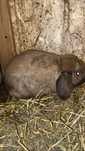 Iepuroaica Holland Lop ( Berbec pitic) culoarea Thuringer.