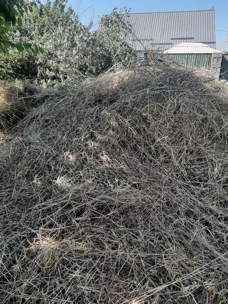 Бесплатно трава ,деревья .