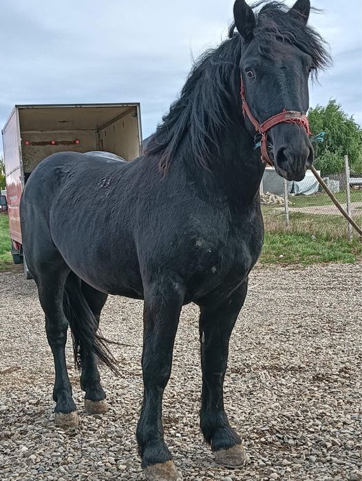 Manz semigreu negru 2 ani