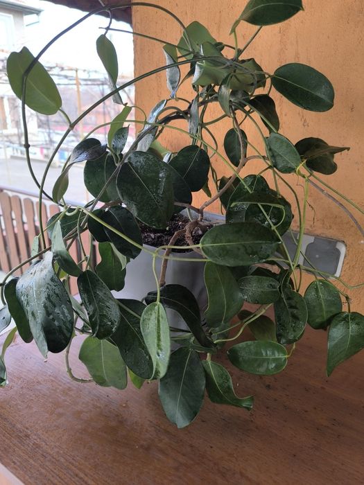 Мадагаскарски жасмин