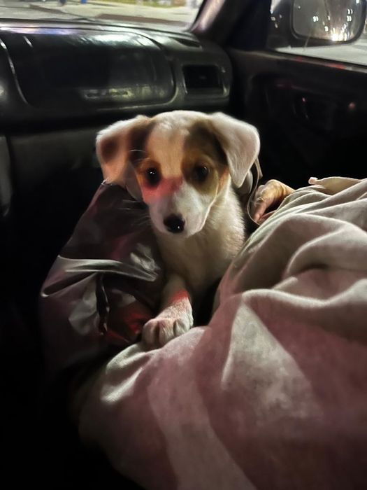 Отдам щенка бесплатно