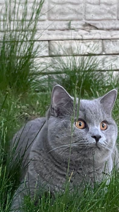 Отдам британского кота в добрые руки