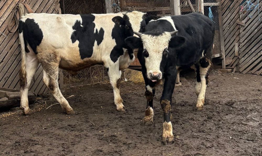 Tăurași de vânzare