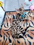 Pisicuta bengal cu pedigree