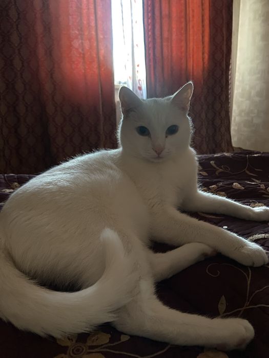 Кота в добрые руки