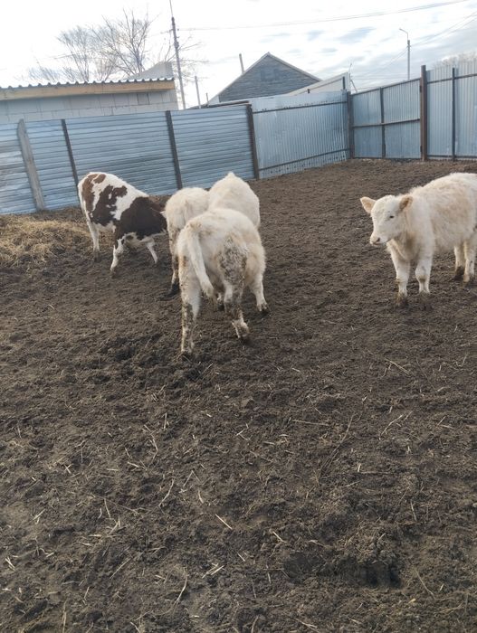 Продам.     телят