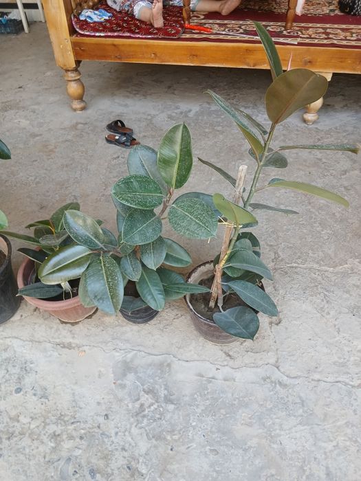 Продаются комнатные и офисные цветы ...