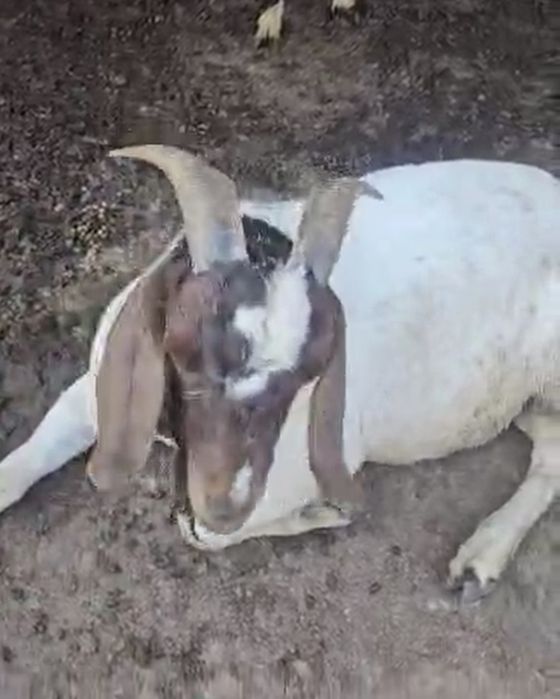 Vand tap boier foarte frumos